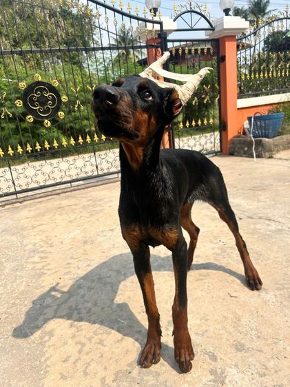 โดเบอร์แมน รูปที่ 3