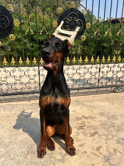 โดเบอร์แมน รูปที่ 5