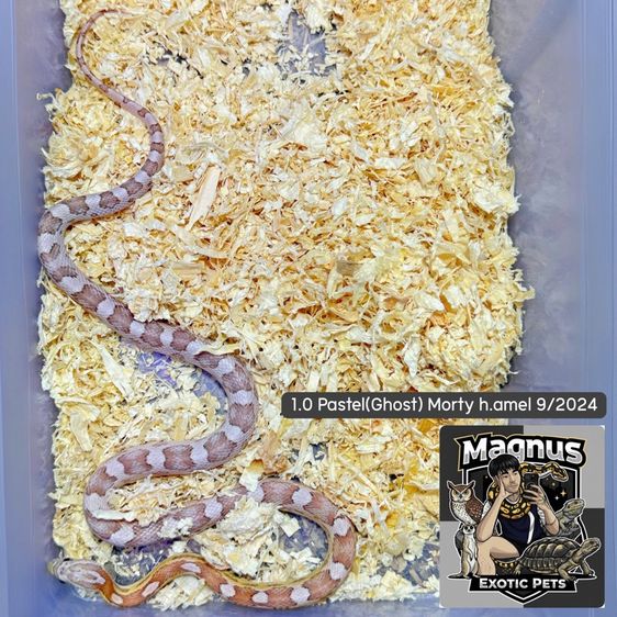 งูคอร์น 3 ตัว 1,500 รูปที่ 3