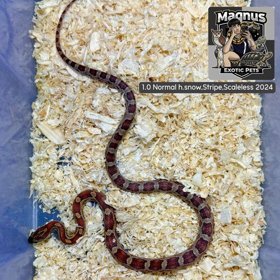 งูคอร์น 3 ตัว 1,500 รูปที่ 2