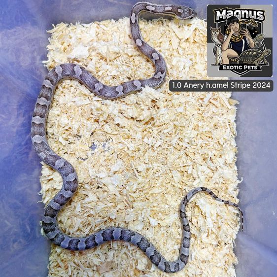 งูคอร์น 3 ตัว 1,500