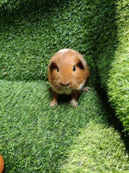 ลูกแกสบี้นำเข้ามาจากเวียดนาม รูปที่ 5