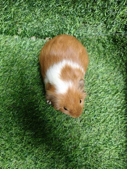 ลูกแกสบี้นำเข้ามาจากเวียดนาม รูปที่ 10