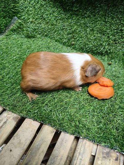 ลูกแกสบี้นำเข้ามาจากเวียดนาม รูปที่ 11