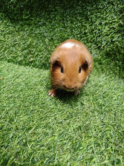 ลูกแกสบี้นำเข้ามาจากเวียดนาม รูปที่ 9