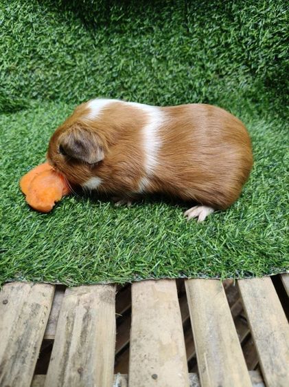 ลูกแกสบี้นำเข้ามาจากเวียดนาม รูปที่ 3