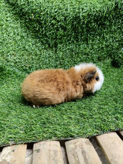 หนูแกสบี้ นำเข้าจากเวียดนาม หน้าสั้น รูปที่ 3