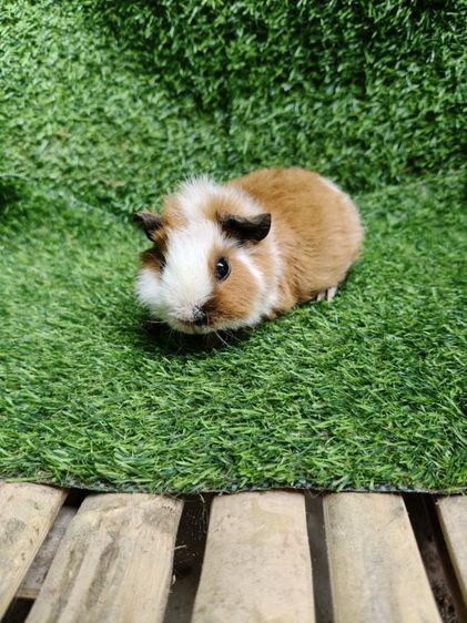 หนูแกสบี้ นำเข้าจากเวียดนาม หน้าสั้น รูปที่ 2