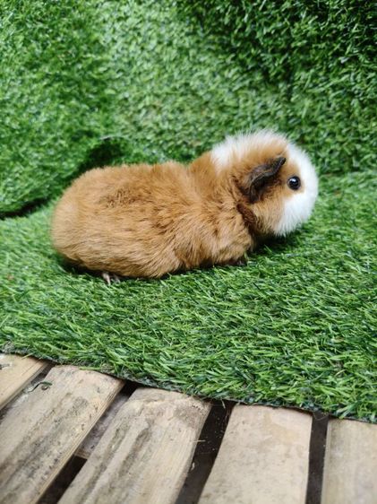 หนูแกสบี้ นำเข้าจากเวียดนาม หน้าสั้น รูปที่ 8