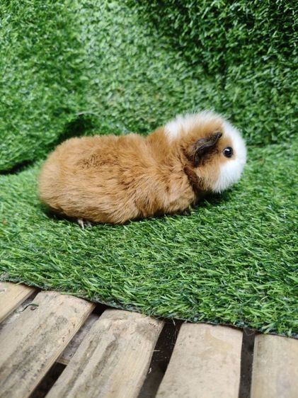 หนูแกสบี้ นำเข้าจากเวียดนาม หน้าสั้น รูปที่ 7