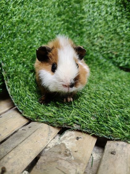 หนูแกสบี้ นำเข้าจากเวียดนาม หน้าสั้น