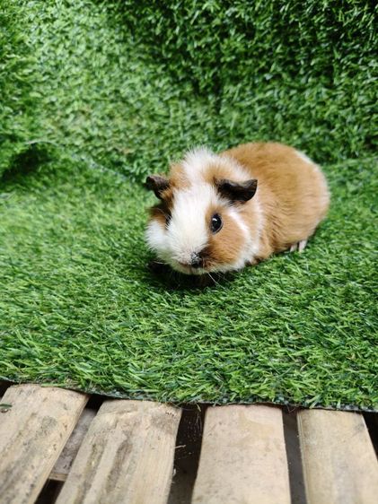 หนูแกสบี้ นำเข้าจากเวียดนาม หน้าสั้น รูปที่ 5