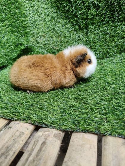 หนูแกสบี้ นำเข้าจากเวียดนาม หน้าสั้น รูปที่ 4