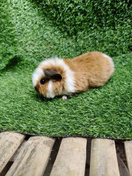 หนูแกสบี้ นำเข้าจากเวียดนาม หน้าสั้น รูปที่ 9