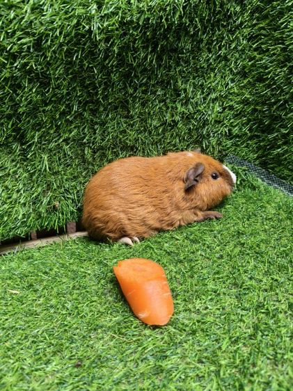 หนูแกสบี้ ตัวเมีย  พันธุ์เท็ดดี้ รูปที่ 8