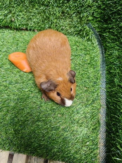 หนูแกสบี้ ตัวเมีย  พันธุ์เท็ดดี้ รูปที่ 4