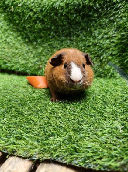 หนูแกสบี้ ตัวเมีย  พันธุ์เท็ดดี้ รูปที่ 5