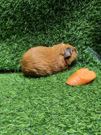 หนูแกสบี้ ตัวเมีย  พันธุ์เท็ดดี้ รูปที่ 3