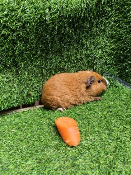 หนูแกสบี้ ตัวเมีย  พันธุ์เท็ดดี้ รูปที่ 7