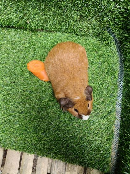 หนูแกสบี้ ตัวเมีย  พันธุ์เท็ดดี้ รูปที่ 6