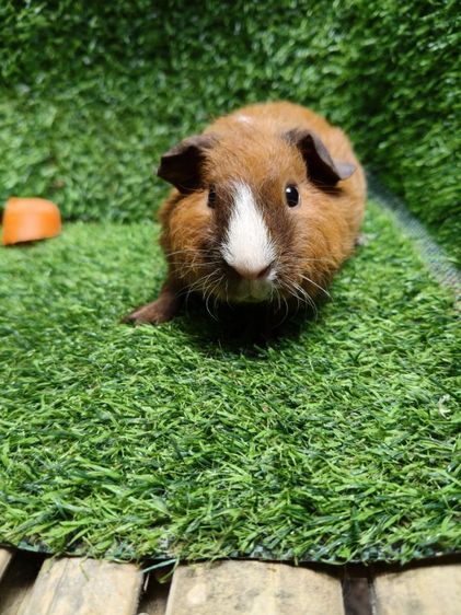 หนูแกสบี้ ตัวเมีย  พันธุ์เท็ดดี้