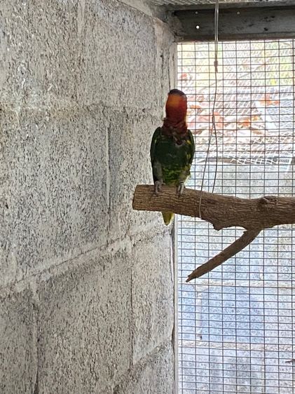 ซัน โนรีออเนต รูปที่ 4