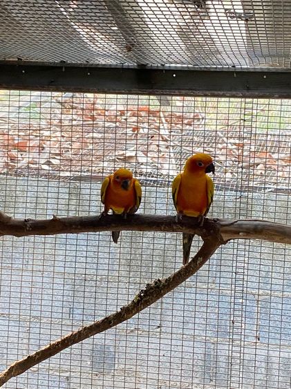 ซัน โนรีออเนต รูปที่ 2