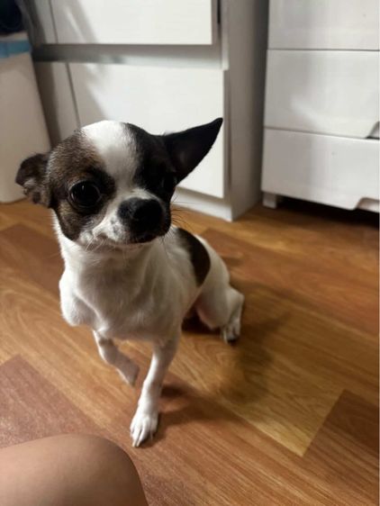 เล็ก ชิวาวา (Chihuahua) ชิวาว่า 