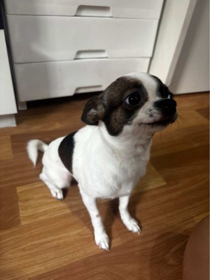 ชิวาว่า  รูปที่ 2