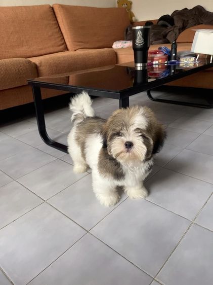 ขายลูกสุนัขชิสุ รูปที่ 3