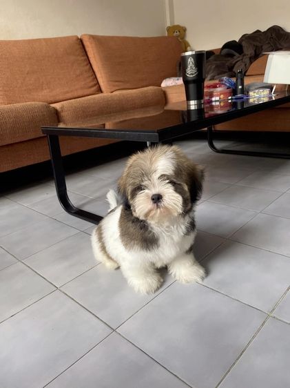 ขายลูกสุนัขชิสุ รูปที่ 2