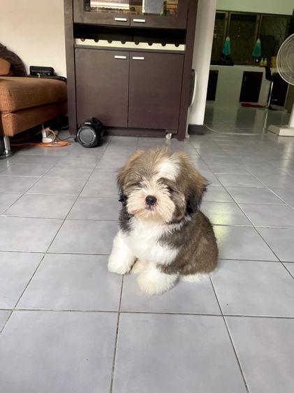 ชิสุ (Shih Tzu) เล็ก ขายลูกสุนัขชิสุ
