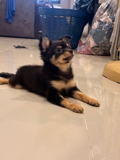 ชิวาว่าขนยาว แบ่งเลี้ยง รูปที่ 2