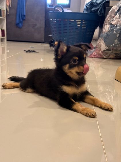 ชิวาวา (Chihuahua) เล็ก ชิวาว่าขนยาว แบ่งเลี้ยง