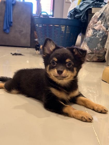 ชิวาว่าขนยาว แบ่งเลี้ยง รูปที่ 3