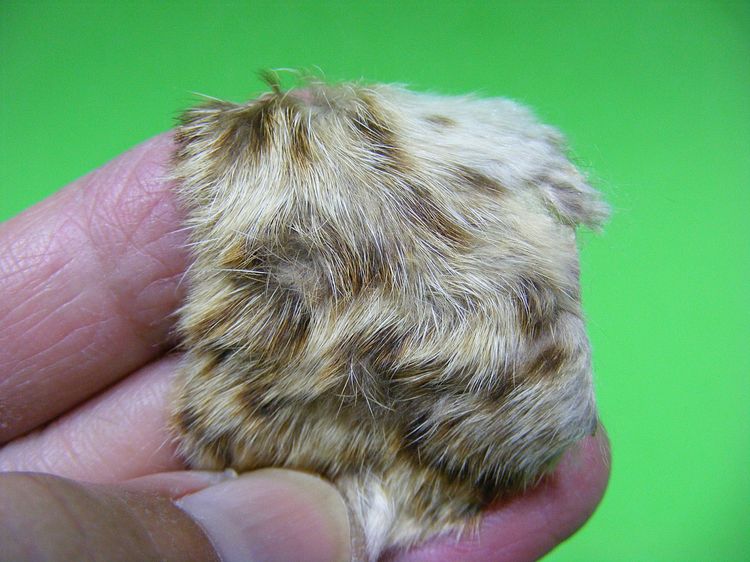 พุทธคุณมหาอำนาจ มากบารมี พระบ้านๆเดิมๆ