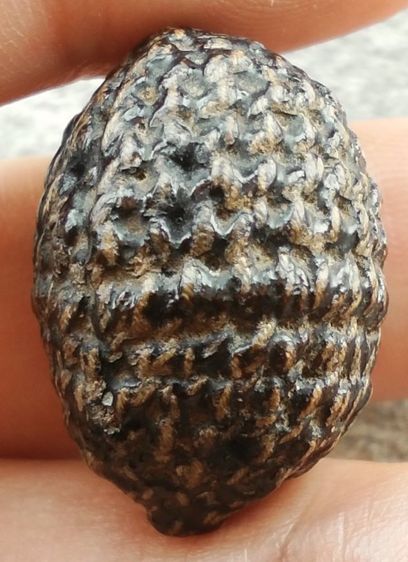 หมากทุยวัดหนังเก่าๆ