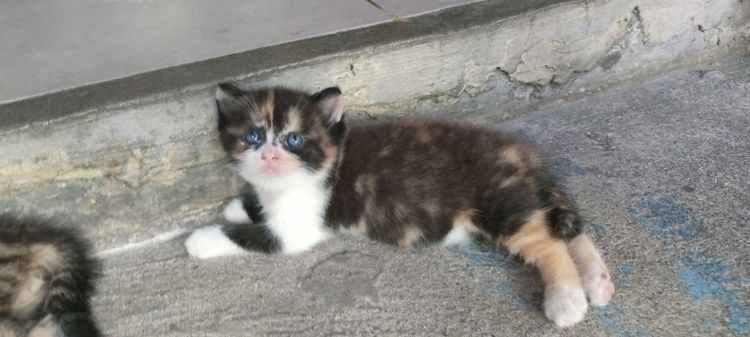 แมว รูปที่ 2
