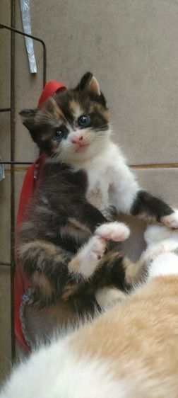 สก็อตติช โฟลด์ (Scottish Fold) แมว