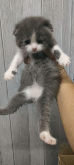 แมว รูปที่ 4