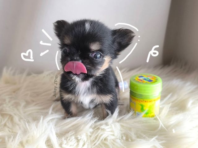 ชิวาวา (Chihuahua) เล็ก เปิดจองชิวาวา จิ๋วๆ 