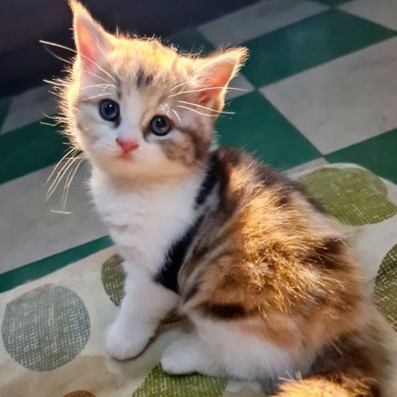 สก็อตติช โฟลด์ (Scottish Fold) สกอตติช ดญ สามสี 