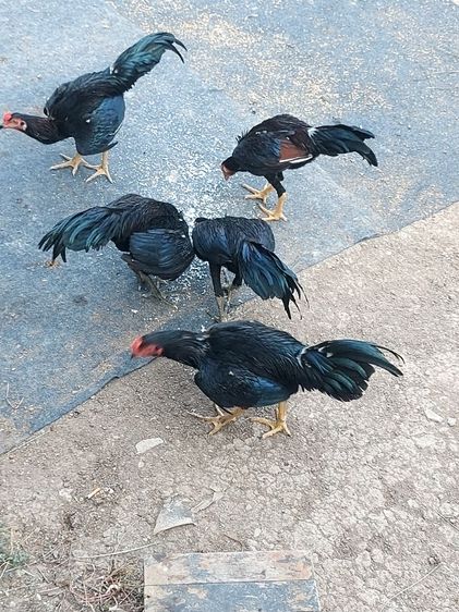 ไก่ชนพม่าเขียวกา รูปที่ 3
