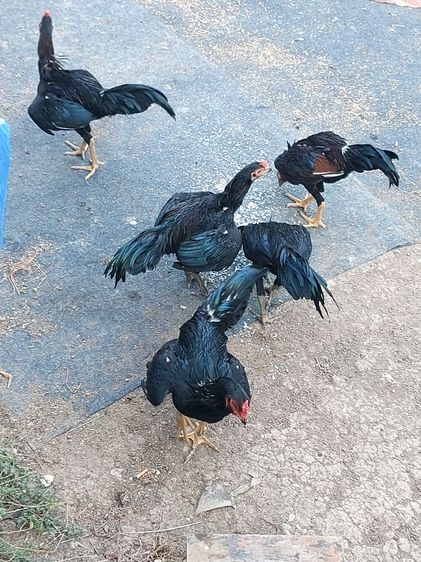 ไก่ชนพม่าเขียวกา รูปที่ 4