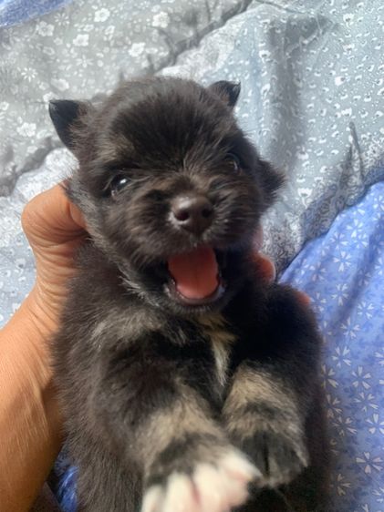 ปอมแท้หน้าหมี ชลบุรี รูปที่ 4