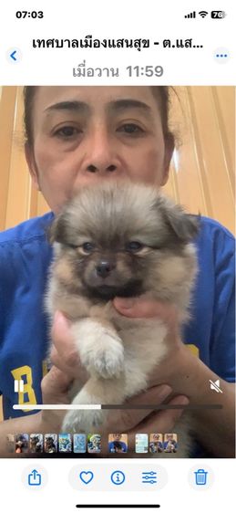 ปอมเมอเรเนียน (Pomeranian) เล็ก ปอมแท้หน้าหมี ชลบุรี