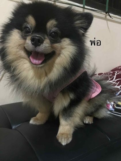ปอมแท้หน้าหมี ชลบุรี รูปที่ 6