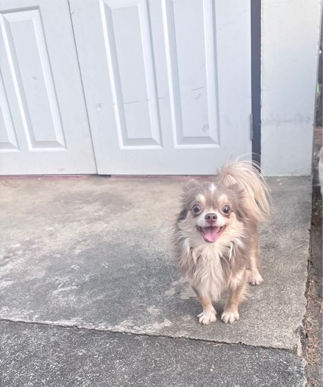 ชิวาวา (Chihuahua) เล็ก พ่อพันธุ์ชิวาวาแท้ ขนยาว สีไลแลค