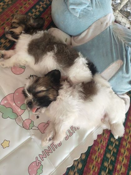 ลูกสุนัขพันธุ์เล็กตัวเมีย2ตัวผู้1อายุ1เดือน รูปที่ 2