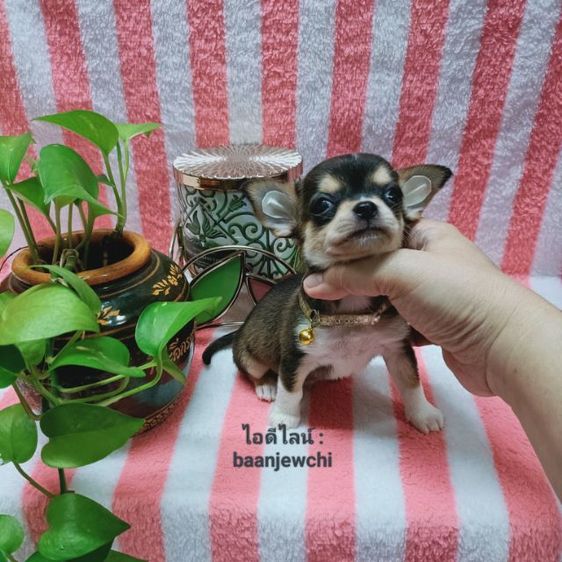 ชิวาวา (Chihuahua) เล็ก ชิวาว่าแท้...ไซส์จิ๋วมาก(ชาย)